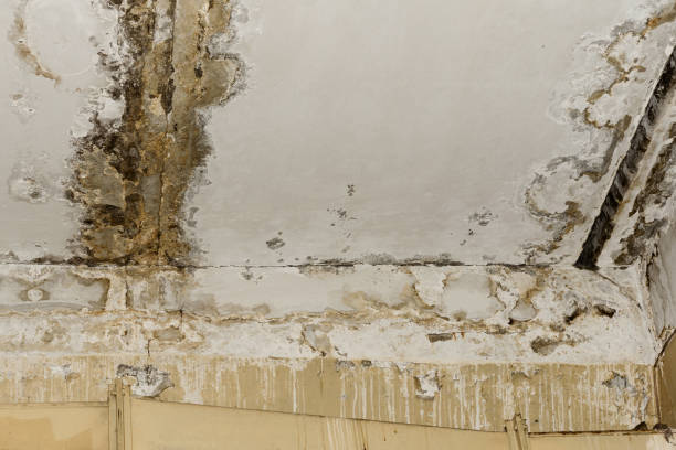 Best Emergency water damage restoration  in Haines, AK